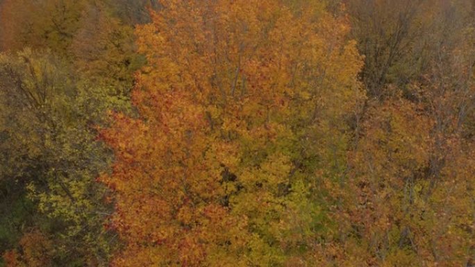 秋季树木的俯视图，无人机摄像机朝向地面