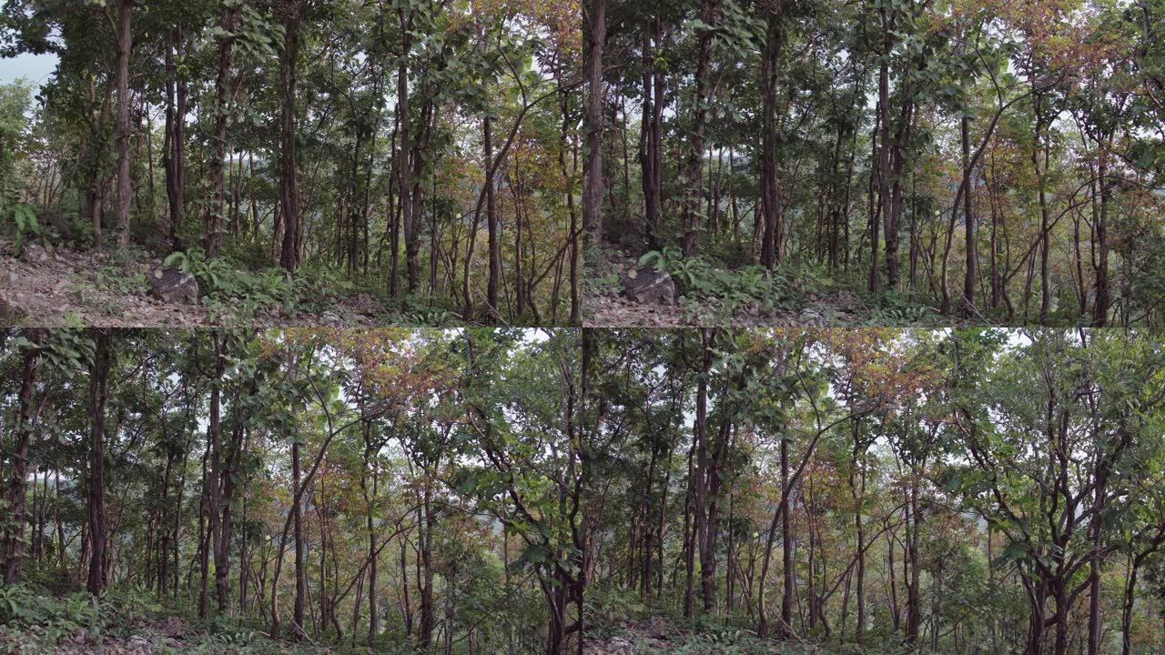 森林树木。自然绿色木材夏季温暖的色调与泰国的日落和山背景