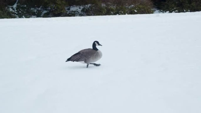 加拿大鹅在雪中行走