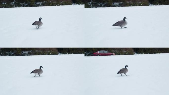 加拿大鹅在雪中行走