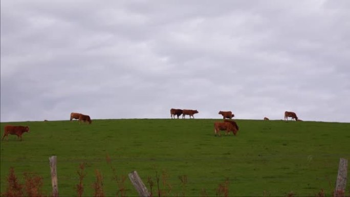 绿色草地上的山坡上的红牛。