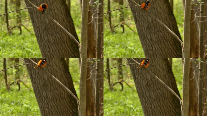明亮的橙色黄鹂鸟在野生森林中梳理羽毛