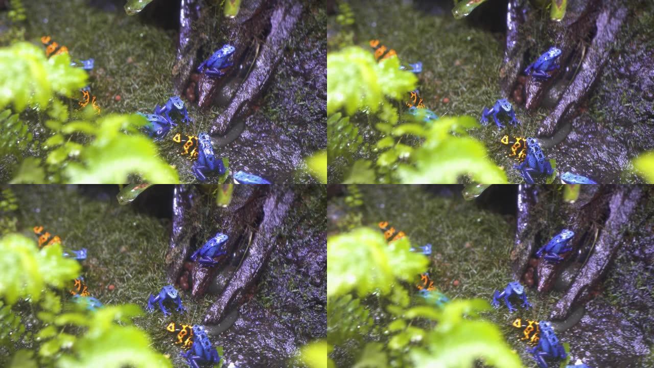蓝色毒药-飞镖青蛙和橙色毒药-飞镖青蛙