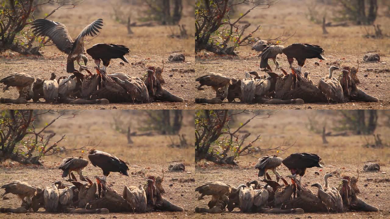 拉佩特在南非克鲁格国家公园面对秃鹰和白背秃鹰