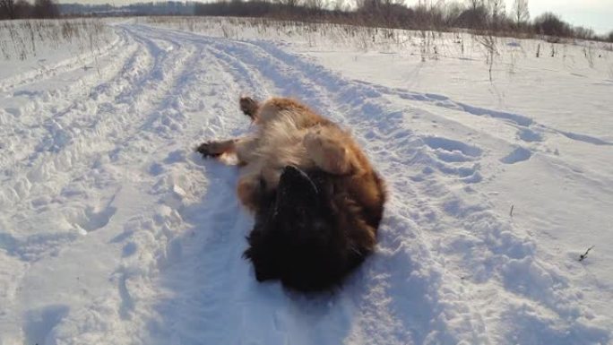 德国牧羊犬躺在雪地上