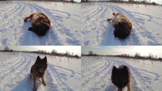 德国牧羊犬躺在雪地上