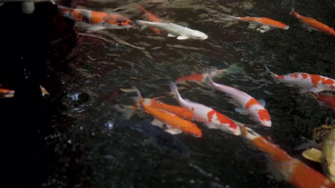 锦鲤鱼或花式鲤鱼在日本池塘游泳。