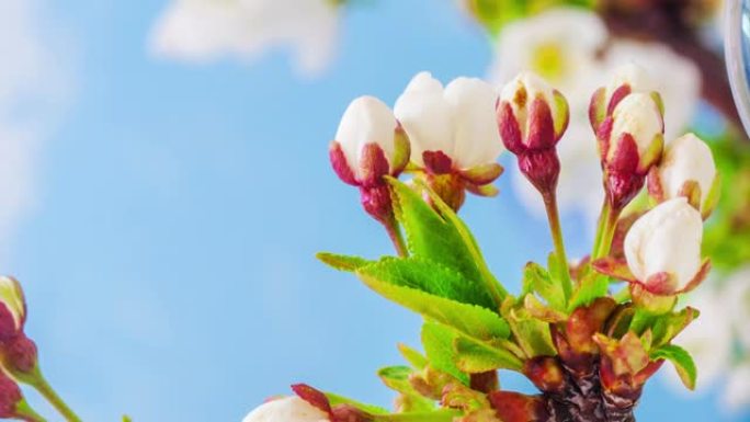 4k垂直延时的酸味樱桃树花开并在蓝色背景上生长。樱桃李盛开的花。9:16比例的垂直时间流逝手机和社交