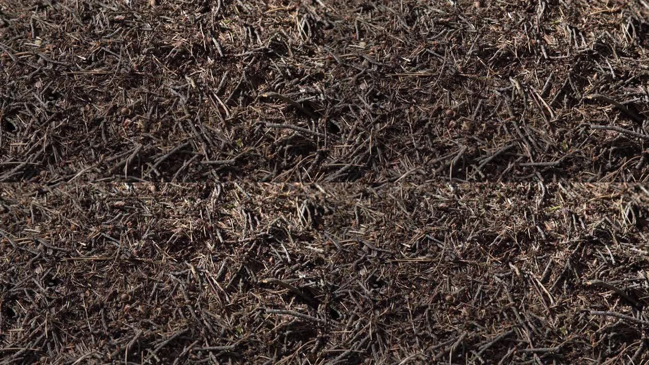 晨光下欧洲森林中的大蚂蚁山。蚁丘，由彼此叠放的松树针制成的甲状巢结构。
