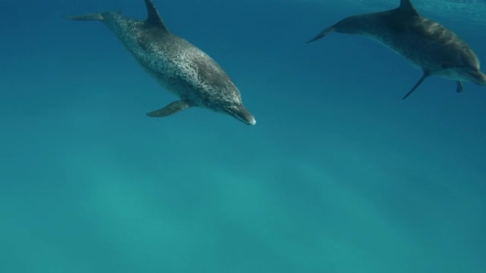 海豚在水下游泳自然保护鱼类大海