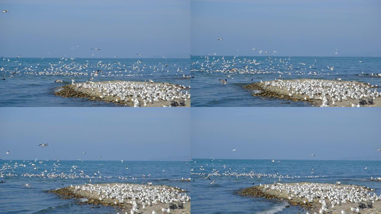 黑海上有很多海鸥。