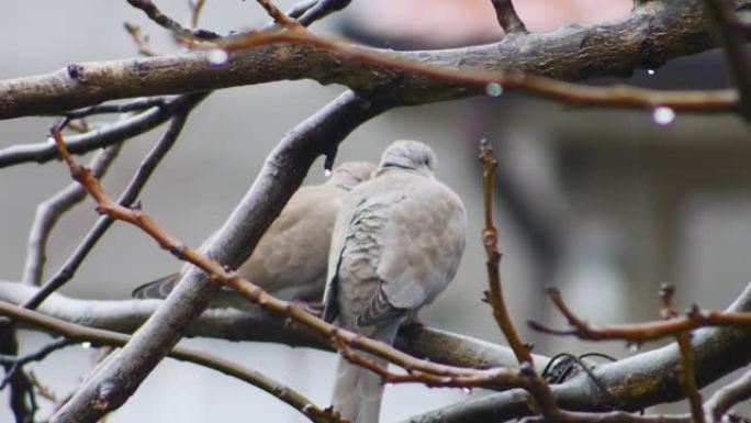 两只斑鸠坐在树枝上接吻。寒冷的雨天。
