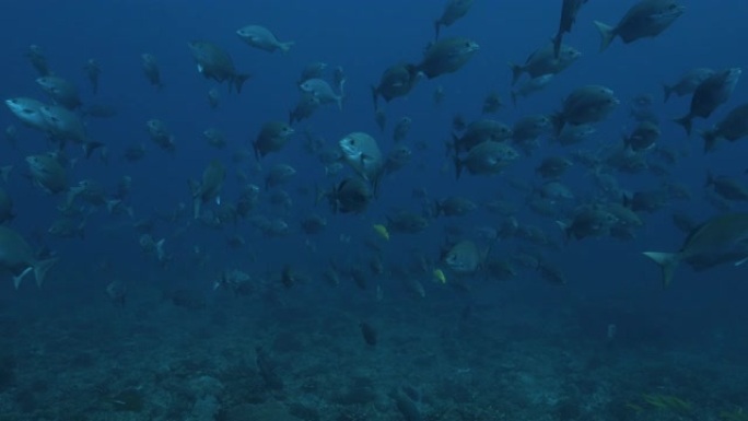 在小笠原群岛海底礁上学的百慕大鱼 (Kyphosus)