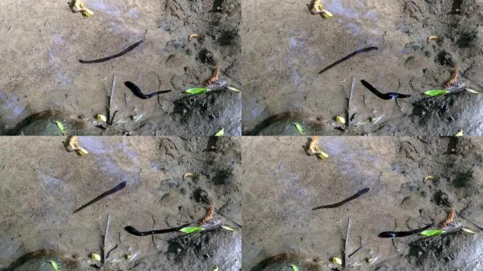 特写，在阳光明媚的日子里，黑水蛭在清澈的水中沿着森林溪流的底部爬行。替代医学。概念。从顶部看。4K