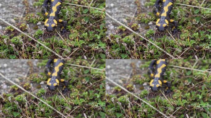 自然环境中的火蜥蜴，特写，头部宏观细节