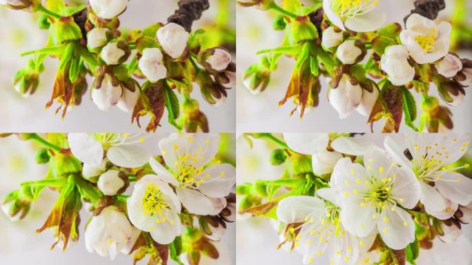 4k垂直延时的甜樱桃树花开并在蓝色背景上生长。樱桃李盛开的花。9:16比例的垂直时间流逝手机和社交媒