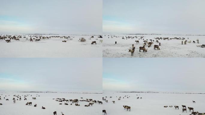 4k视频。极北，驯鹿彼此靠近，鸟瞰图