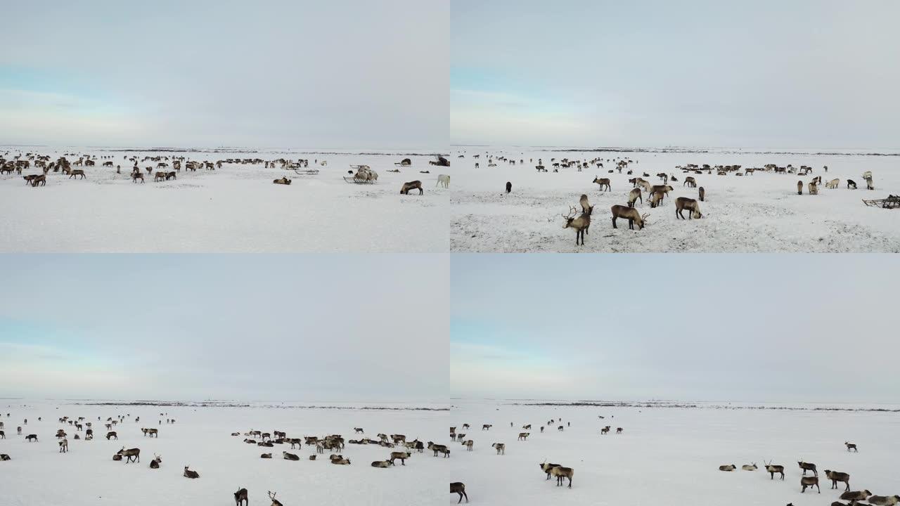 4k视频。极北，驯鹿彼此靠近，鸟瞰图