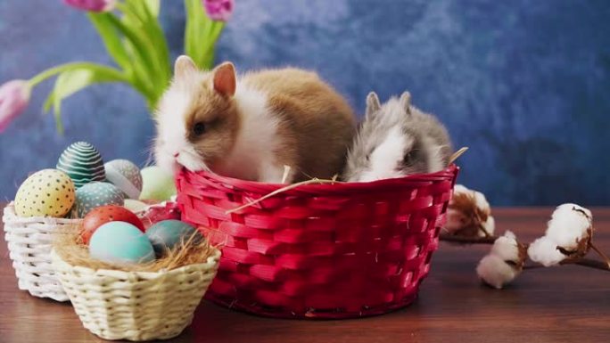 可爱的复活节兔子放在篮子里，木制桌子上放着五颜六色的鸡蛋和郁金香。复活节节日装饰，复活节概念背景。