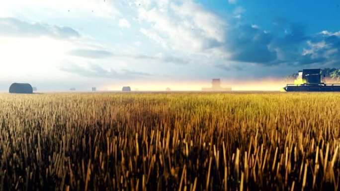 结合清晨在野外工作。夏季用联合收割机收割小麦。农业活动的概念。