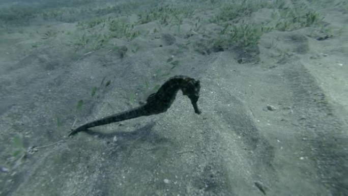 海马的特写在覆盖着绿藻的沙底上缓慢游动，水下宏观射击