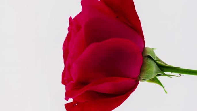 4k垂直延时的玫瑰花盛开，并在白色背景上生长。盛开的罗莎之花。9:16比例的垂直时间流逝手机和社交媒