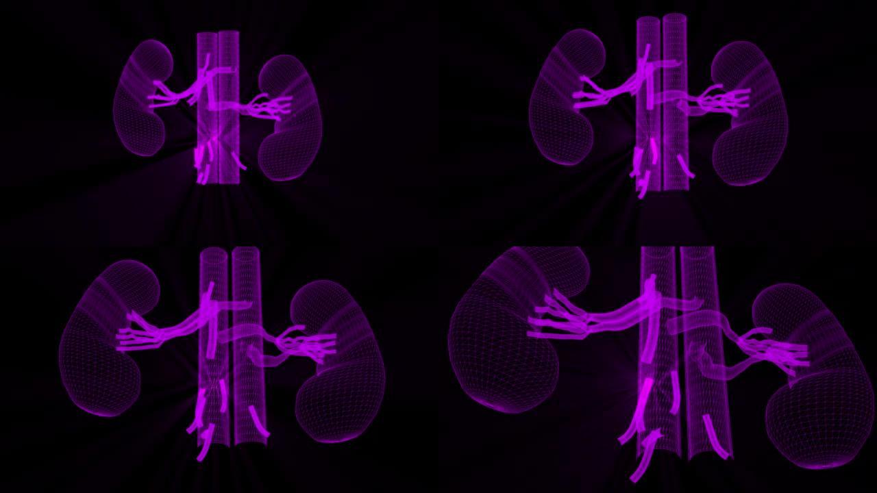 肾脏的线框医学模型-线框动画