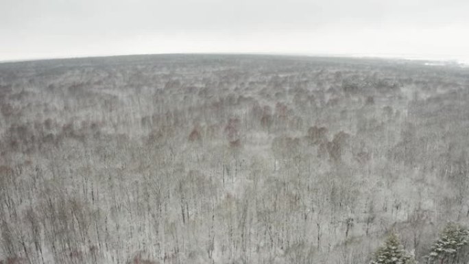 航拍视频，在冬季落叶林中，用落叶和积雪覆盖的树枝在树顶上飞行四轴飞行器
