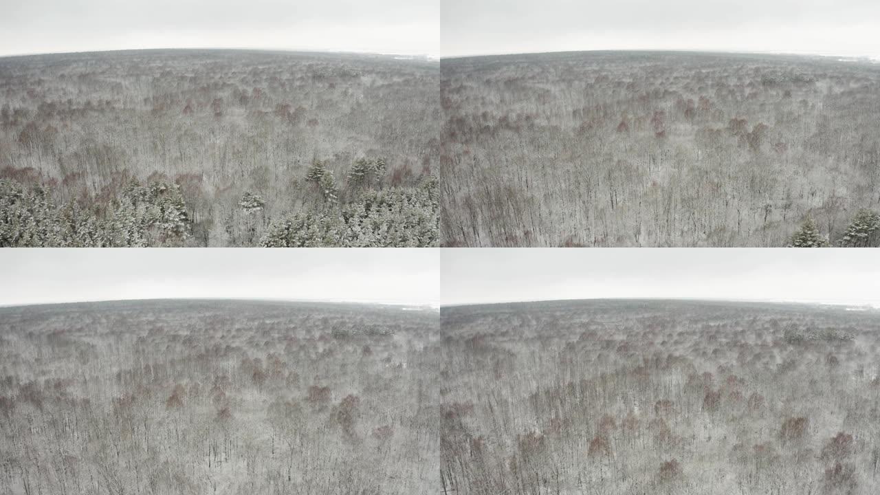 航拍视频，在冬季落叶林中，用落叶和积雪覆盖的树枝在树顶上飞行四轴飞行器