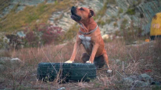 一只年轻的美国斯塔福德郡梗狗吠叫，将爪子从汽车车轮上放在旧轮胎上。