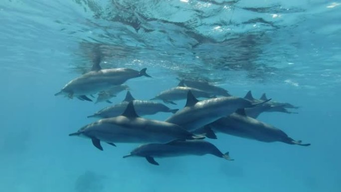 大批海豚在沙底的蓝色水中缓慢游泳。旋转海豚 (Stenella longirostris)，水下拍摄