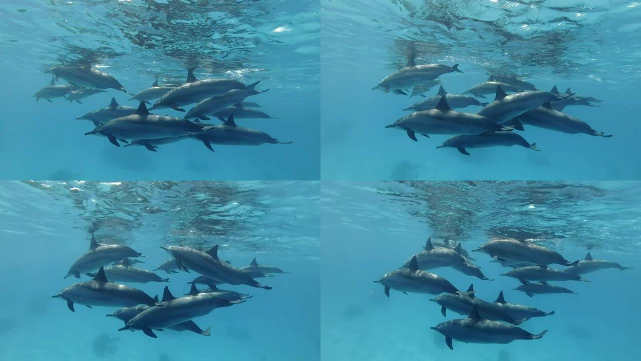 大批海豚在沙底的蓝色水中缓慢游泳。旋转海豚 (Stenella longirostris)，水下拍摄