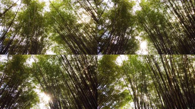 灿烂的阳光透过热带越南丛林中的竹丛