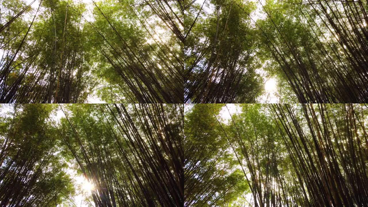 灿烂的阳光透过热带越南丛林中的竹丛