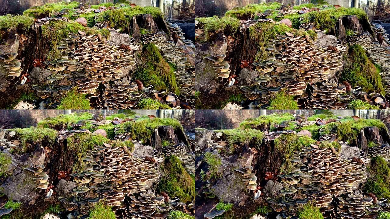 长满苔藓的树桩，蘑菇，云芝，相机滑块