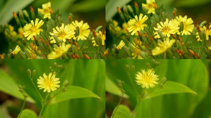 苦荬菜 莴苣菜 小苦菜 苦菜 苦菜花2