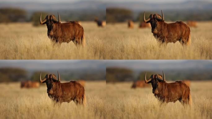 南非莫卡拉国家公园草原的黑牛羚 (noconchaetes gnou)