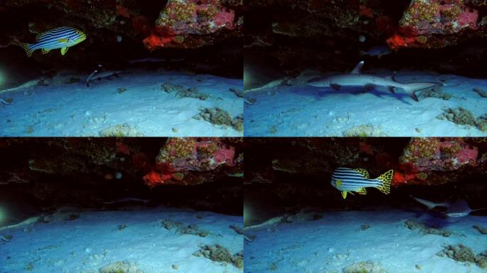 亚洲马尔代夫印度洋珊瑚洞游泳的年轻白鳍礁鲨