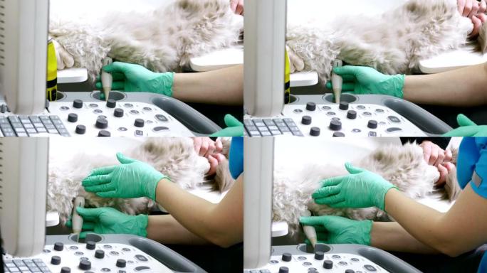 医学扫描。波斯猫正在兽医诊所接受超声诊断。4K