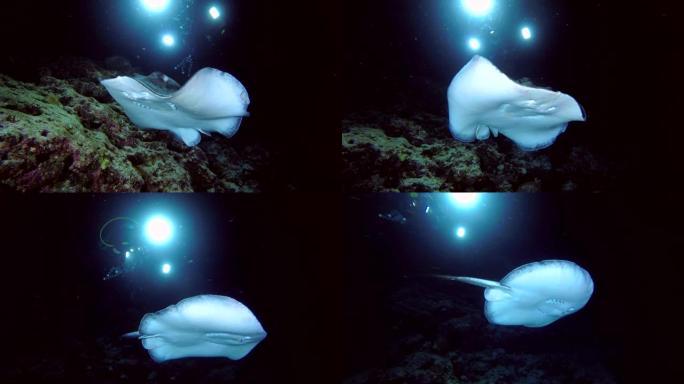潜水员在夜间拍摄圆肋尾射线在珊瑚礁上游泳
