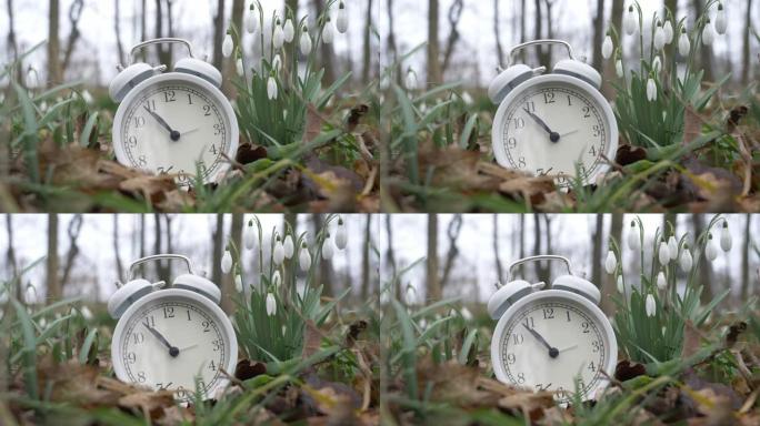 看看冬末生长的雪花莲和白色闹钟