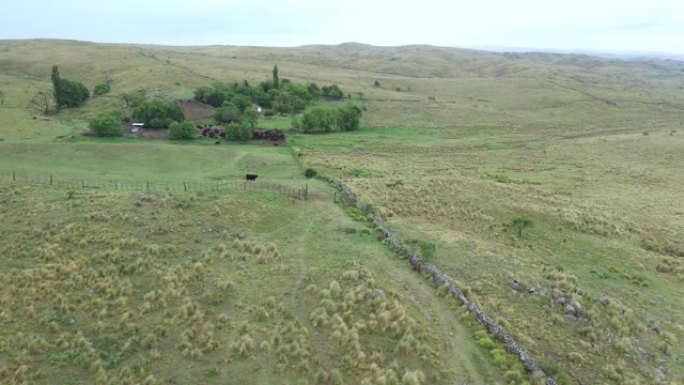 阿根廷牧场被春天的潘帕斯草原包围