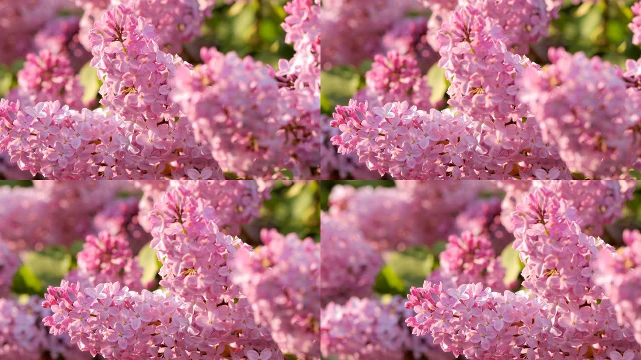 紫丁香花枝在风中挥舞的背景剪辑