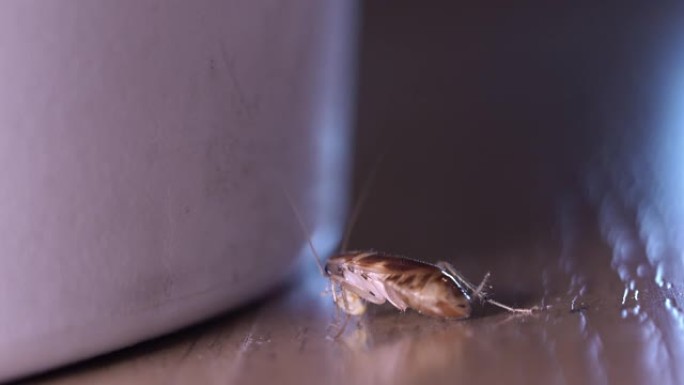 小蟑螂吃小块糖，扭动它的天线侧视图。4K。慢慢放大，白色垃圾桶，家中的客厅，木质层压地板，棕色，光，
