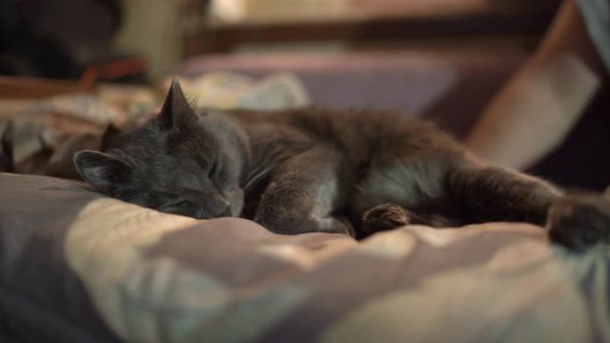 男人和他的灰猫晚上一起睡在床上。