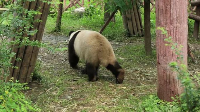 大熊猫在动物园散步