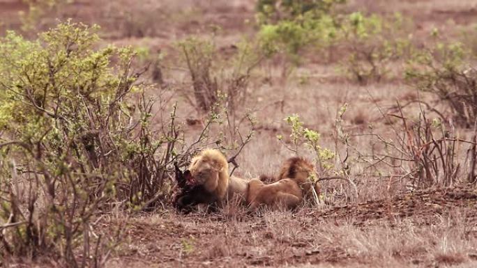 南非克鲁格国家公园里的非洲狮