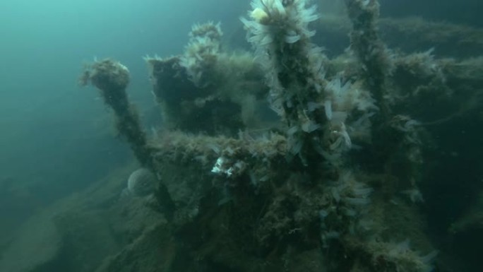 峡湾挪威海的水下垃圾场。垃圾场上的殖民地海鞘透明海鞘或黄色海鞘 (Ciona intestinali