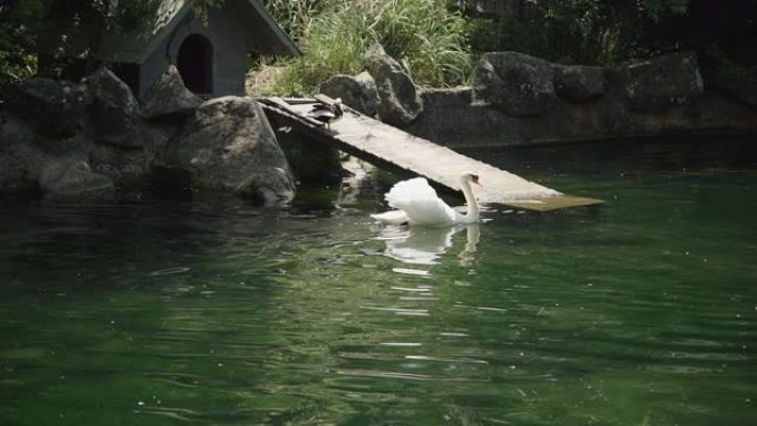 夏日，白天鹅漂浮在克里米亚绿色公园的湖上