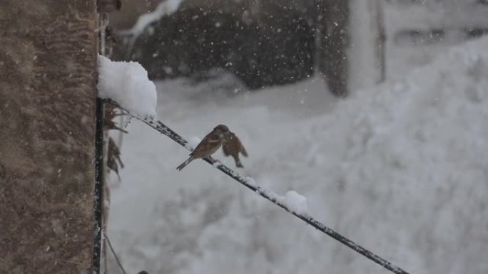 下雪时鸟会飞积雪大雪飘絮